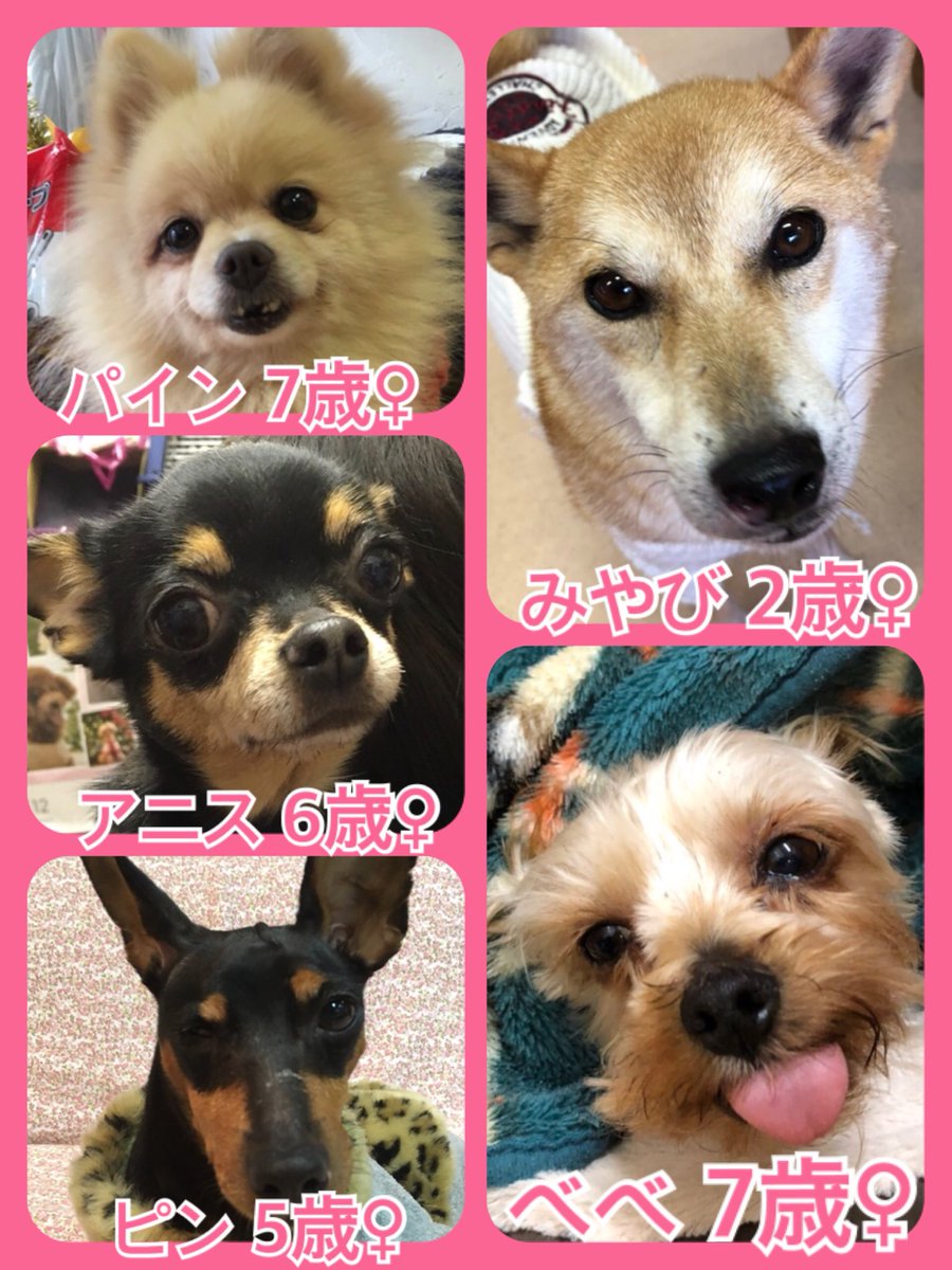 🎄今月はクリスマスミラクル月間✨今日の里親様募集中ワンコ🐶メンバーです🐾2018,12,23